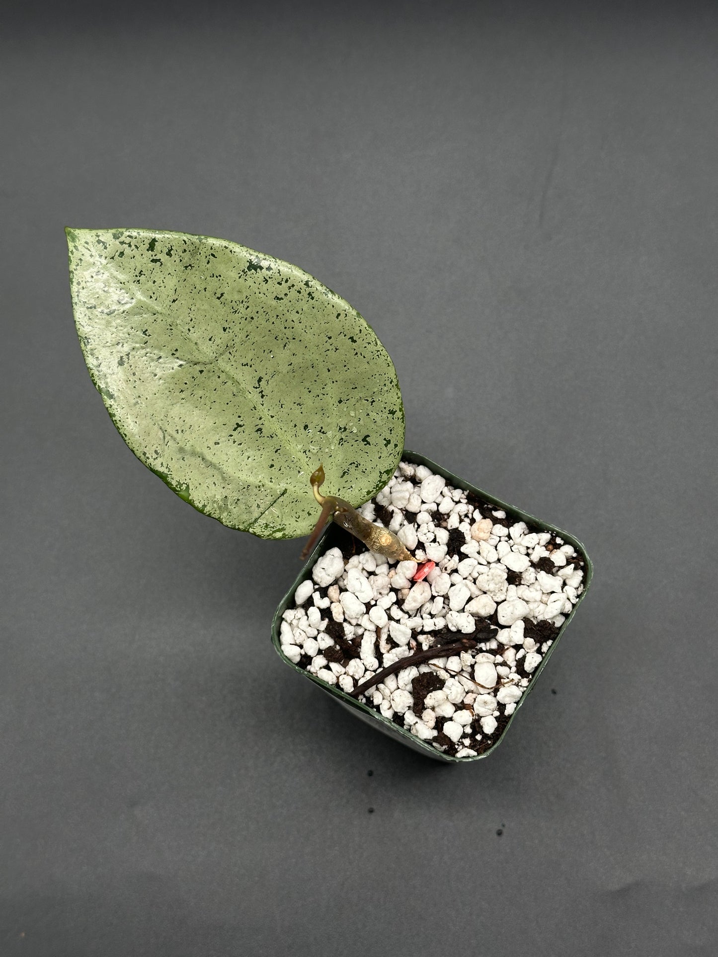 Hoya Parasitica 'Heart Leaf Silver' in a 2.25-inch pot, features heart-shaped leaves and decorative rocks, ideal for exotic plant enthusiasts.