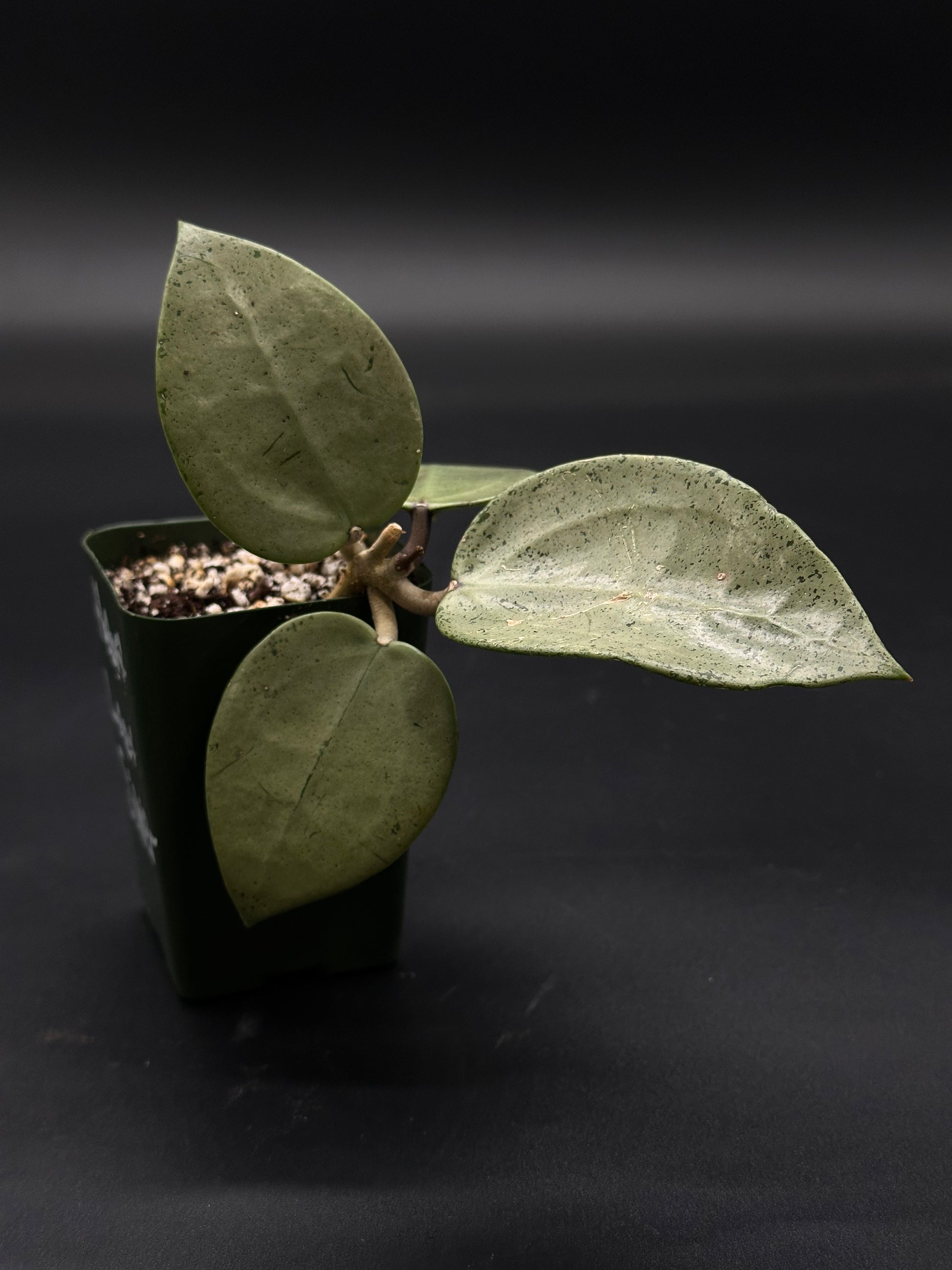 Hoya Parasitica 'Heart Leaf Silver' in a 2.25-inch pot, showcasing its distinct heart-shaped leaves, perfect for exotic houseplant enthusiasts.