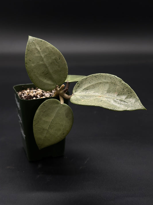 Hoya Parasitica 'Heart Leaf Silver' in a 2.25-inch pot, showcasing its distinct heart-shaped leaves, perfect for exotic houseplant enthusiasts.