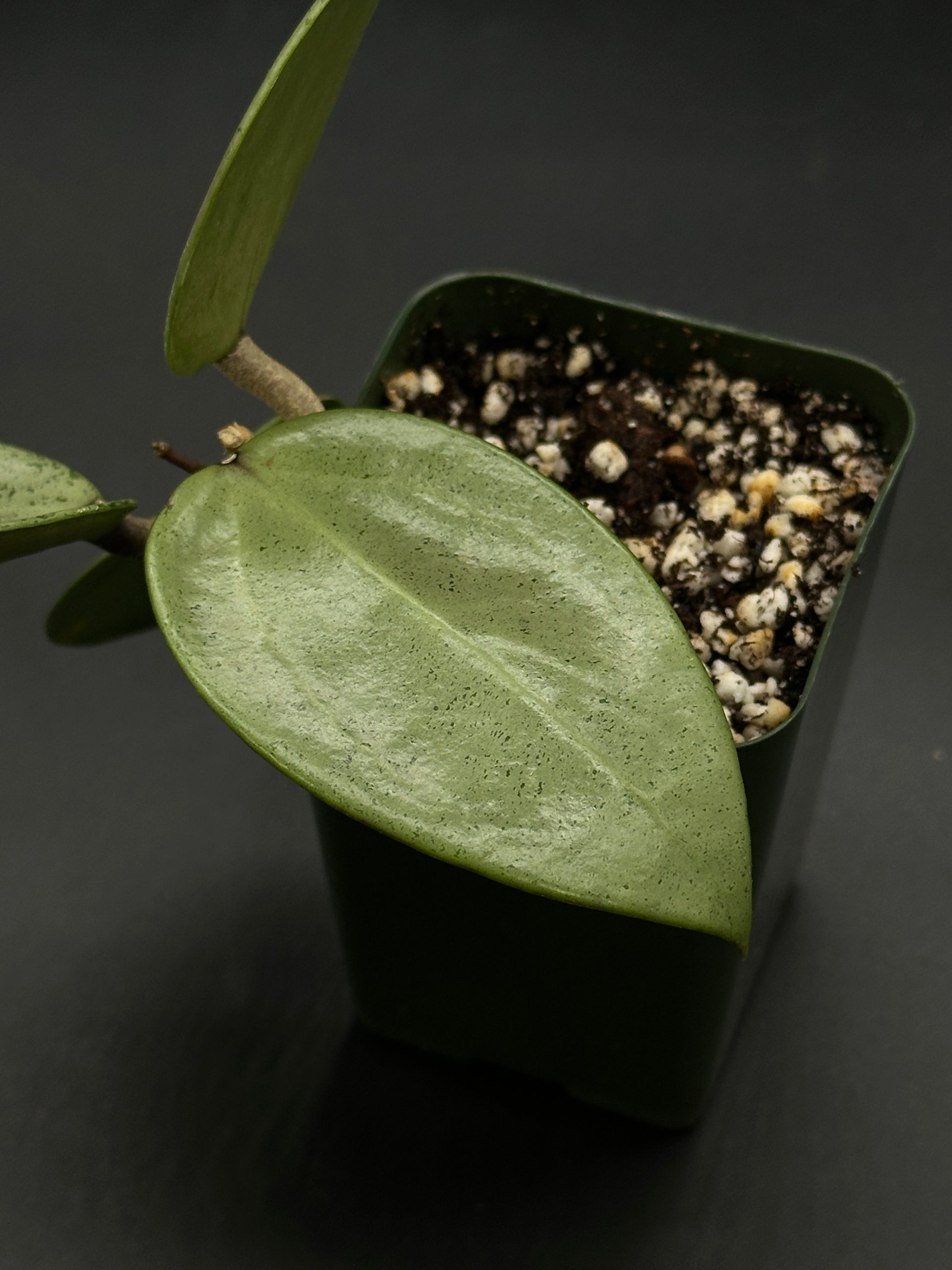 Hoya Parasitica 'Heart Leaf Silver' in a 2.25-inch pot, showcasing its distinctive heart-shaped leaves. Ideal for collectors seeking exotic houseplants.