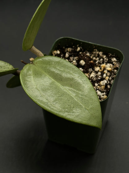 Hoya Parasitica 'Heart Leaf Silver' in a 2.25-inch pot, showcasing its distinctive heart-shaped leaves. Ideal for collectors seeking exotic houseplants.