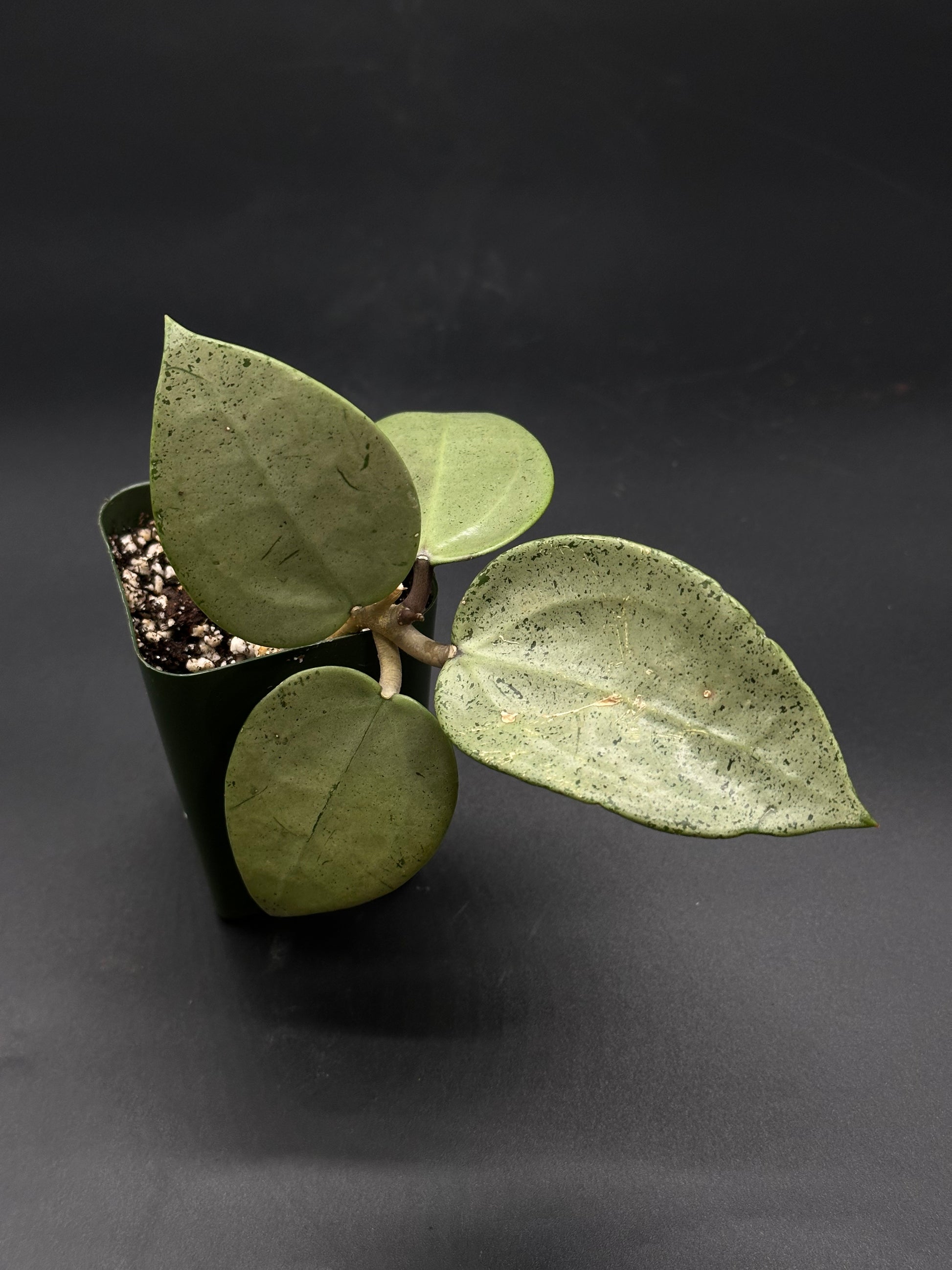 Hoya Parasitica 'Heart Leaf Silver' in a 2.25-inch pot, featuring close-up views of its distinctive leaves, available at Next World Exotics.