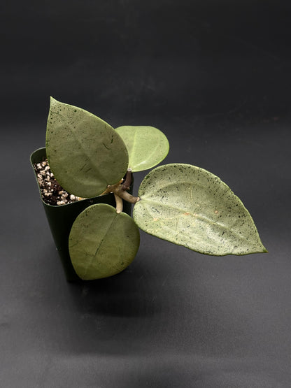 Hoya Parasitica 'Heart Leaf Silver' in a 2.25-inch pot, featuring close-up views of its distinctive leaves, available at Next World Exotics.