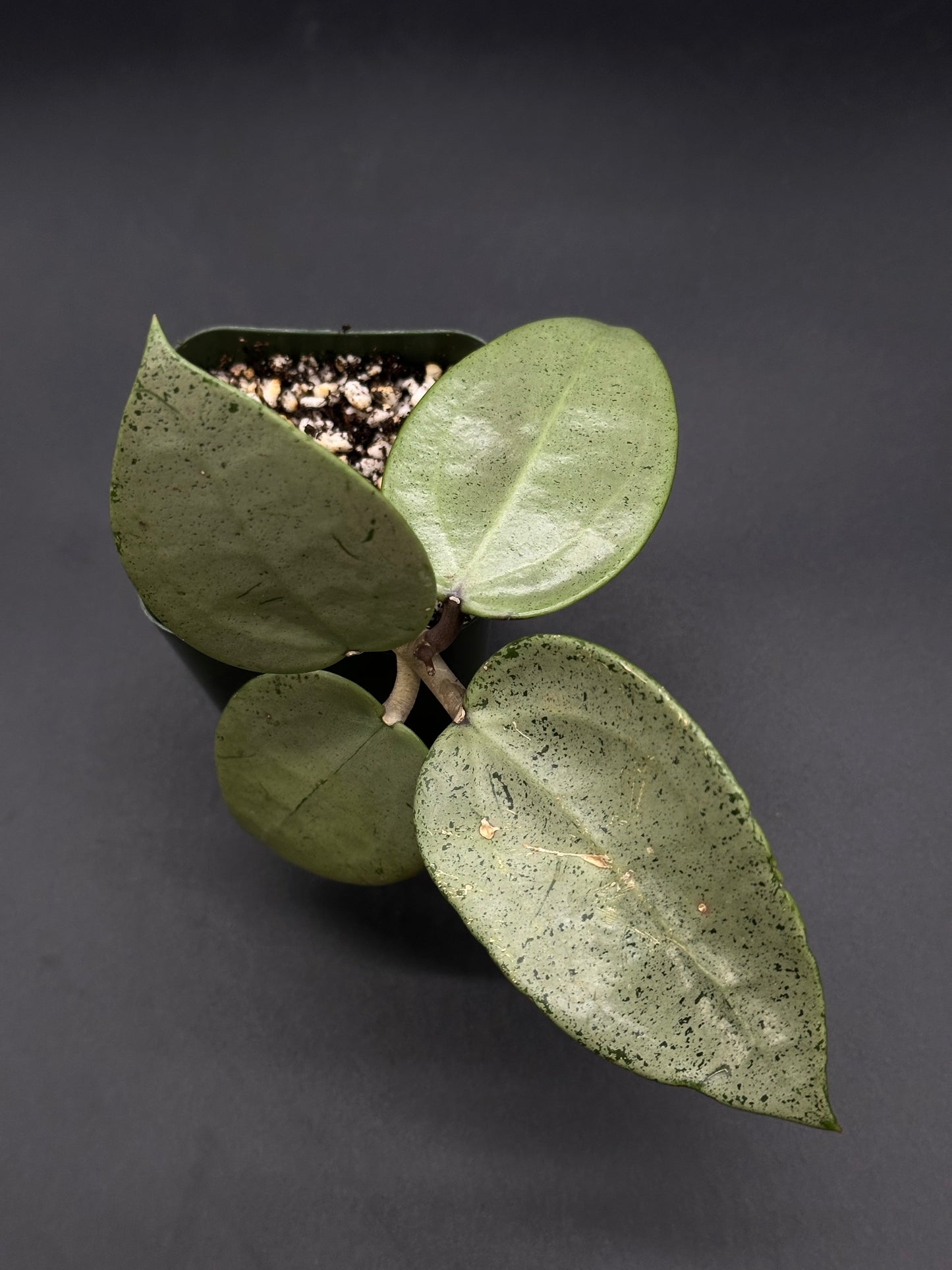 Hoya Parasitica 'Heart Leaf Silver' in a 2.25-inch pot, featuring distinct heart-shaped leaves, ideal for exotic plant enthusiasts.