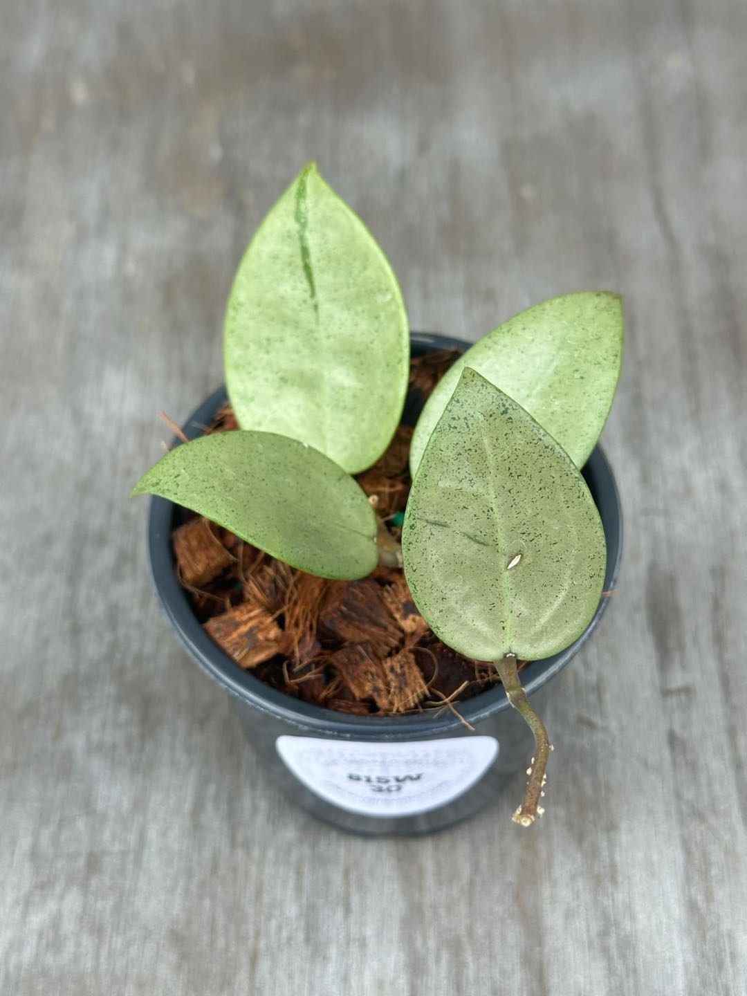 Hoya Subquintuplinervis (formerly Pachyclada) 'New Moon' Albomarginata in 4 pot, showcasing thick, semi-succulent leaves with cream-colored edges.