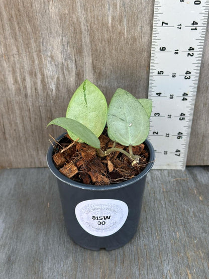 Hoya Subquintuplinervis 'New Moon' Albomarginata in a 4 pot with thick, semi-succulent leaves showcasing a cream-colored border.