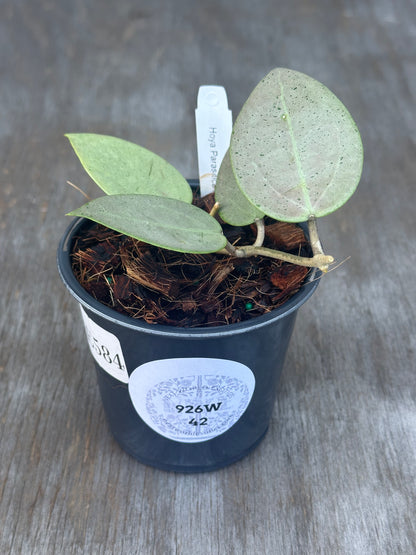 Hoya Parasitica 'Heart Leaf Silver' in a 4 pot, showcasing its distinctive heart-shaped leaves. A sticker is visible on the pot.