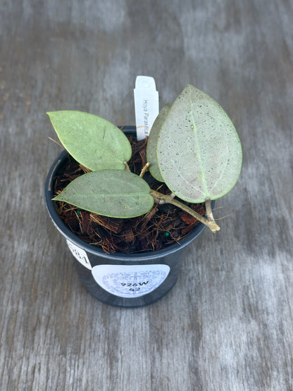 Hoya Parasitica 'Heart Leaf Silver' in a 4 pot, showcasing close-up views of its distinctive heart-shaped leaves.