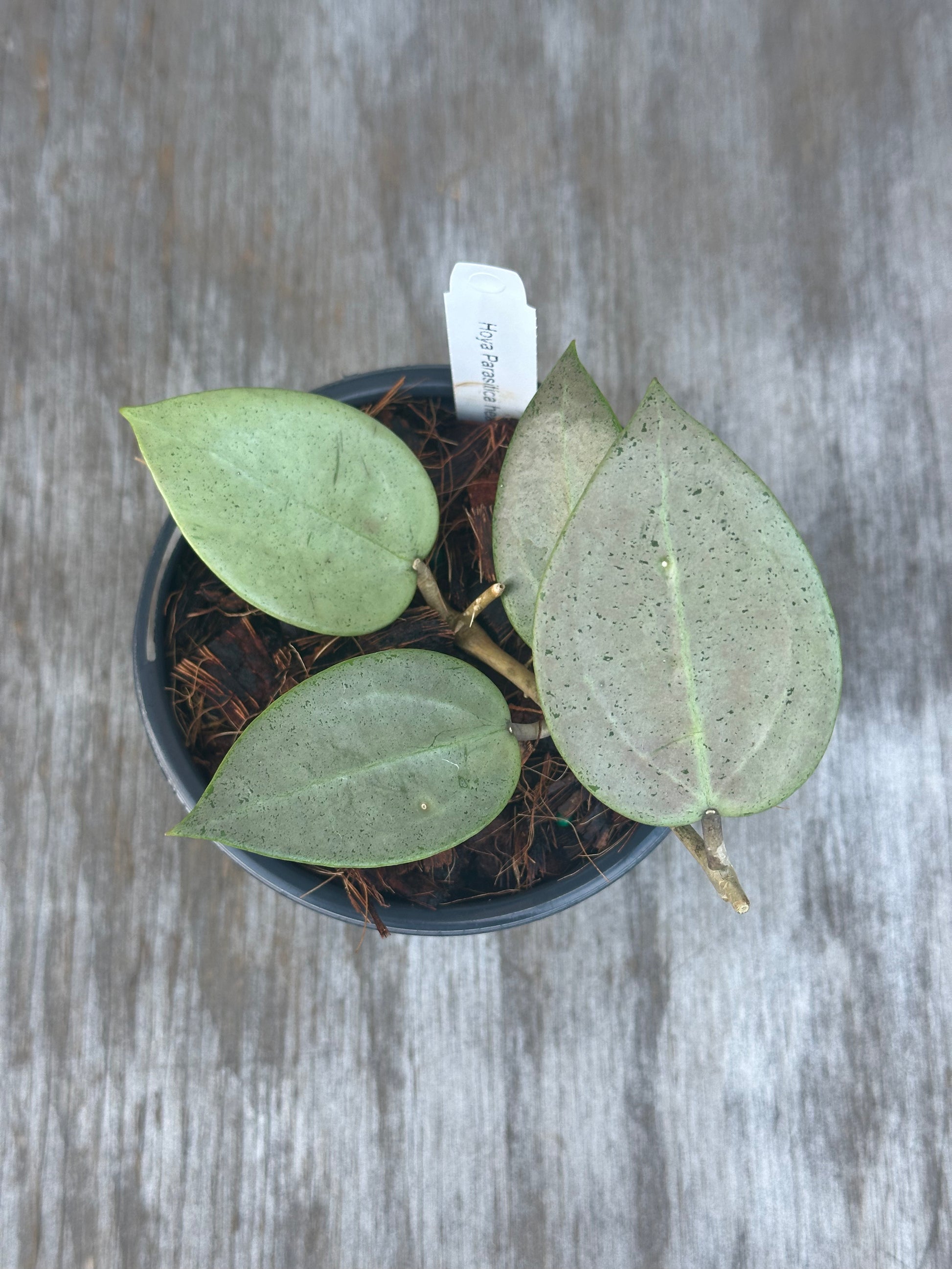 Hoya Parasitica 'Heart Leaf Silver' in a 4 pot with visible heart-shaped leaves and a white tag.