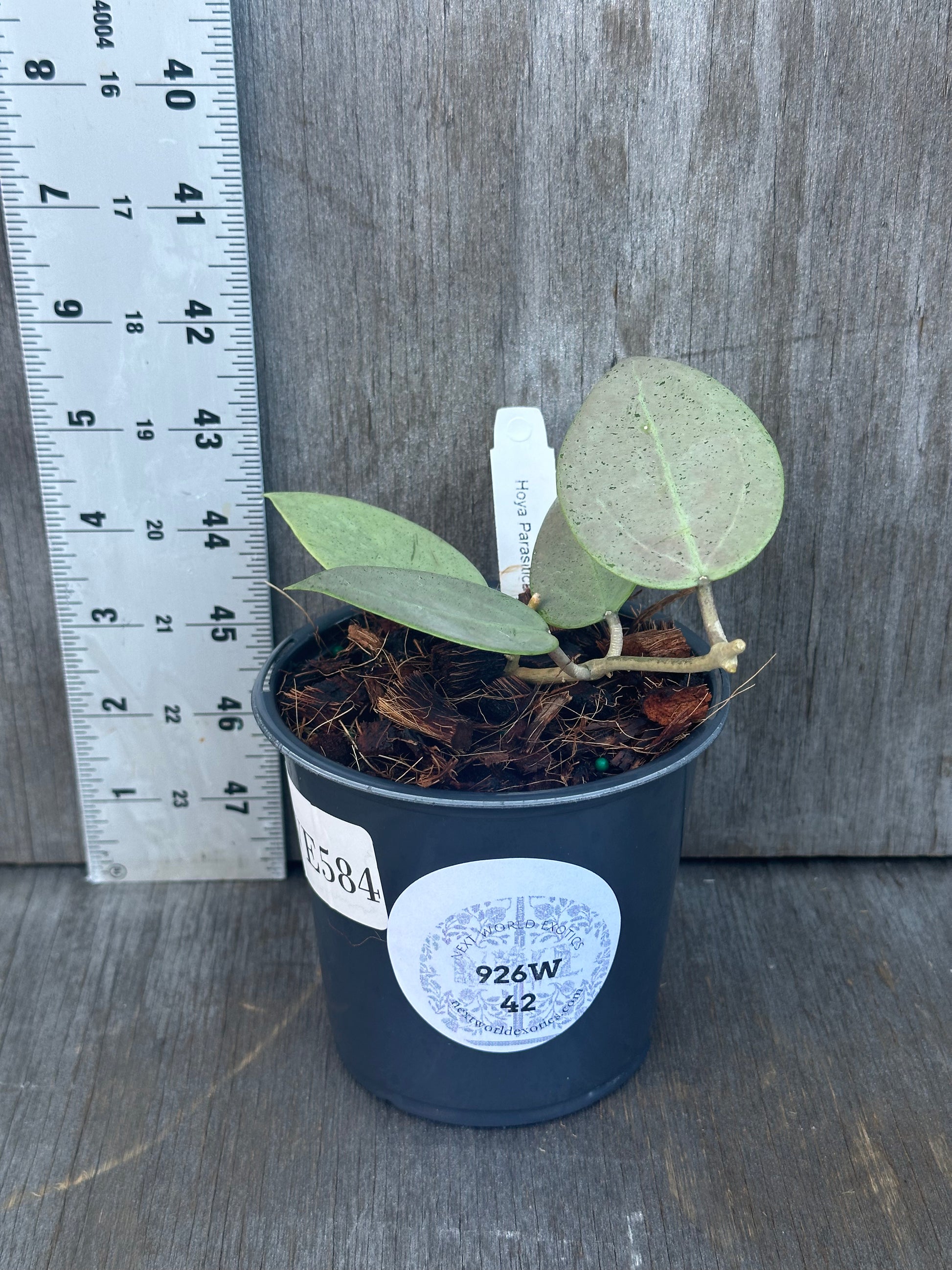 Hoya Parasitica 'Heart Leaf Silver' in a 4-inch pot, showcasing its distinctive heart-shaped leaves.