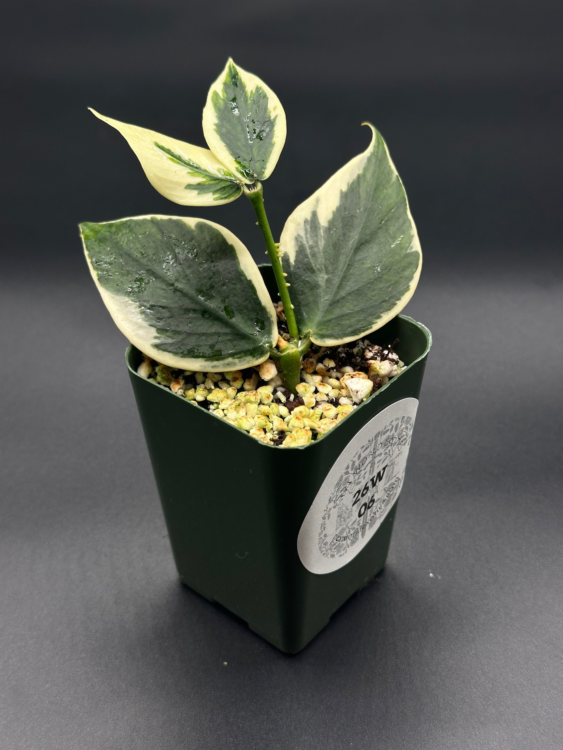 Hoya Polyneura Outer Variegated (26W06) – Next World Exotics