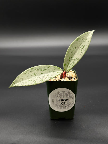 Hoya Pubicalyx 'Pink Ghost' in 2.25-inch pot, showcasing thick, waxy silver leaves with glossy green patches, highlighting its striking visual contrast.