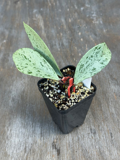 Hoya Pubicalyx 'Pink Silver Ghost'