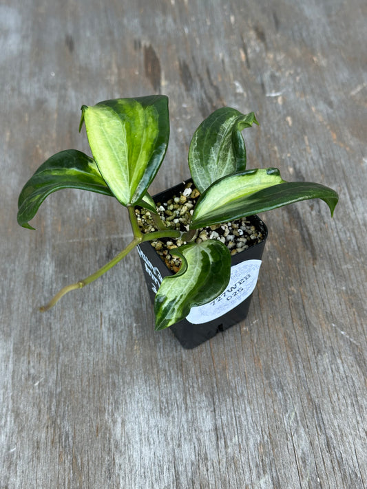 Hoya Quinquinervia 'Little Plu' Inner Variegated 727WEB025