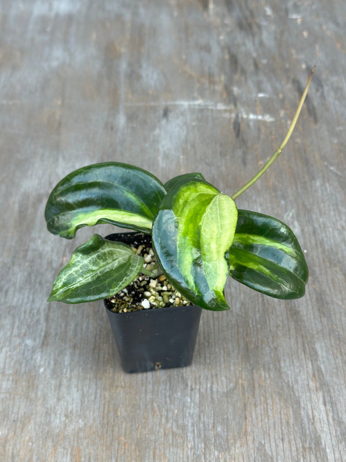 Hoya Quinquinervia 'Little Plu' Inner Variegated 727WEB025