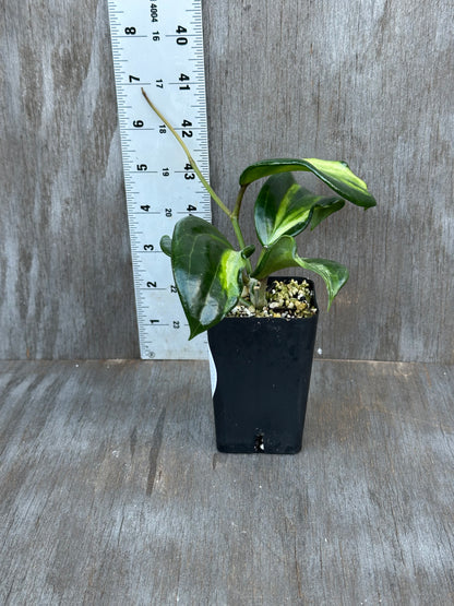 Hoya Quinquinervia 'Little Plu' Inner Variegated 727WEB025