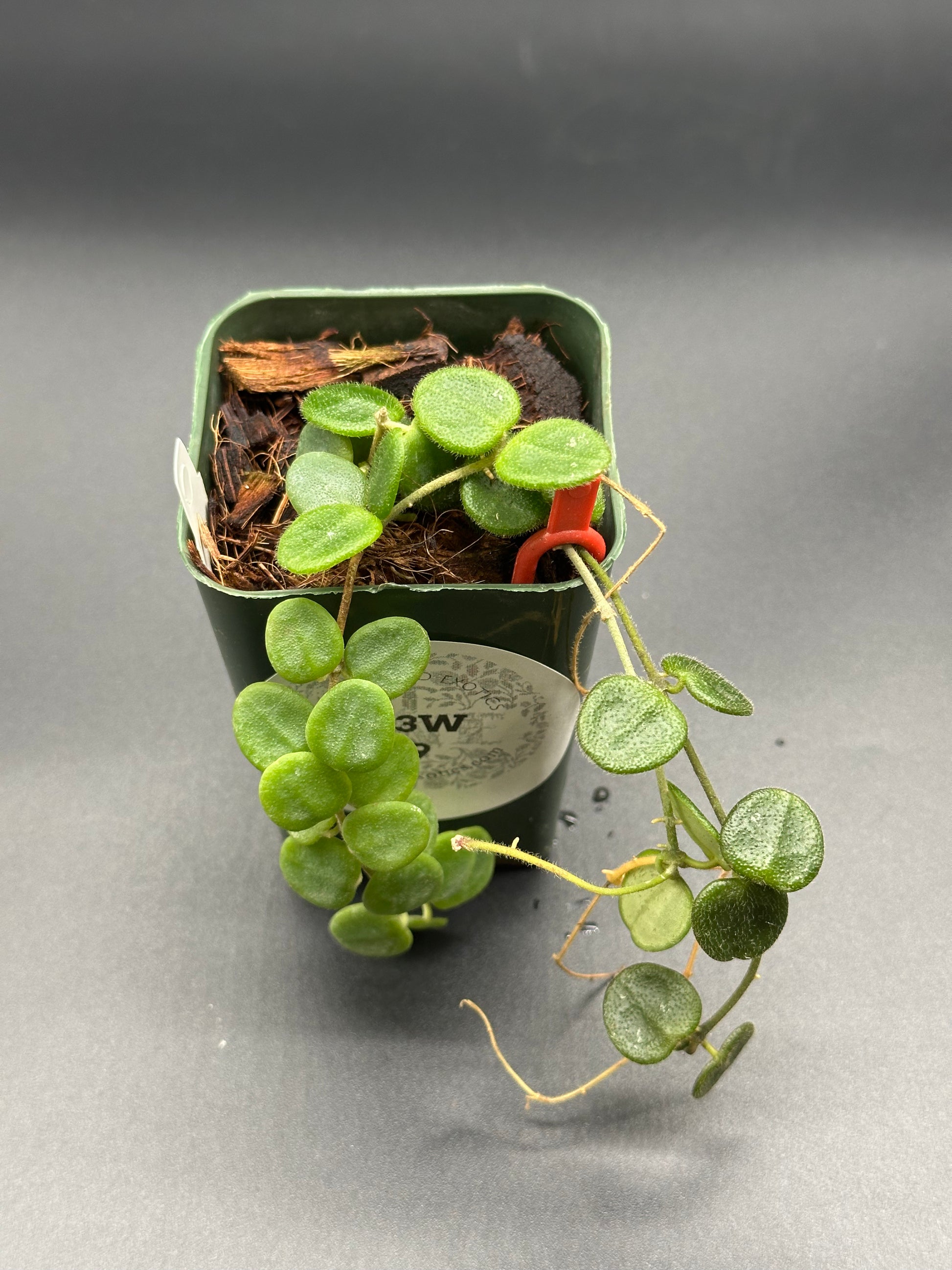 Hoya Serpens in a 2.25-inch pot, showcasing lush green leaves. Ideal for exotic plant enthusiasts, available at Next World Exotics.