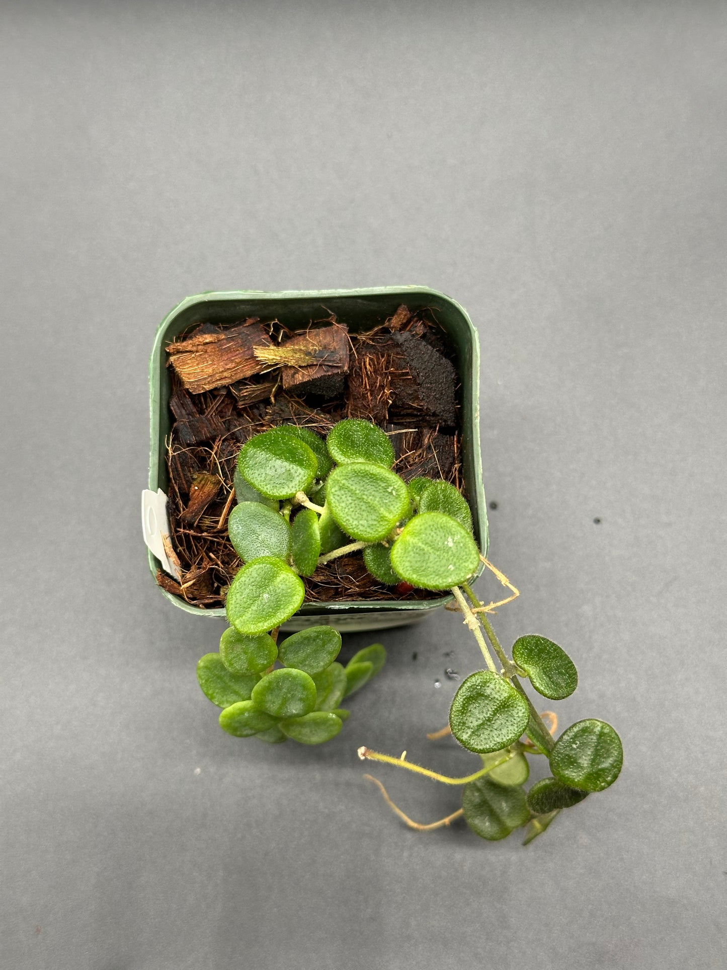 Hoya Serpens in a 2.25-inch pot, featuring green leaves, ideal for collectors of variegated tropical houseplants from Next World Exotics.