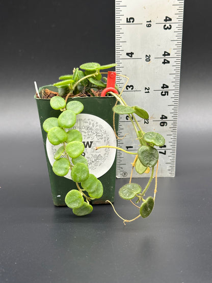 Hoya Serpens in a 2.25-inch pot, shown with a ruler for size reference, available from Next World Exotics specializing in rare, exotic houseplants.