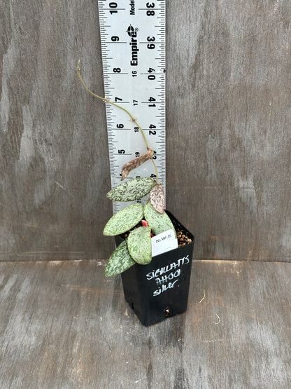 Hoya Sigillatis AH001 Silver 803WEB004