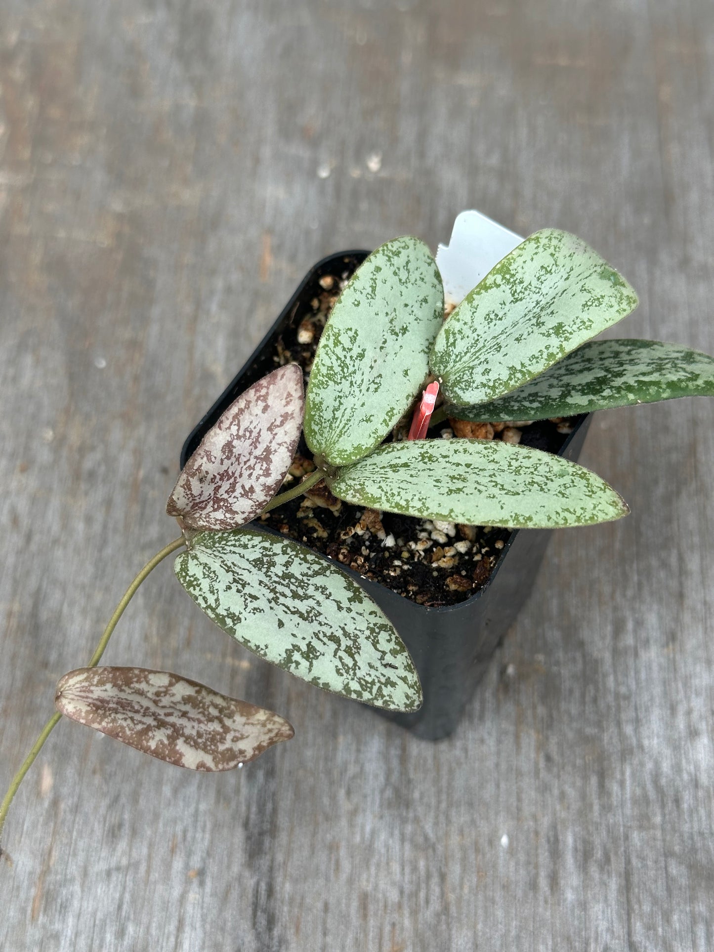 Hoya Sigillatis AH001 Silver 803WEB004
