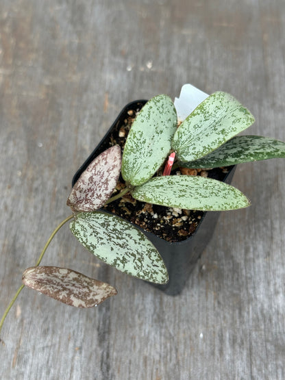 Hoya Sigillatis AH001 Silver 803WEB004