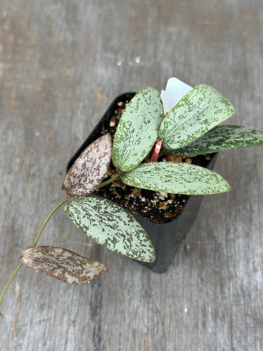 Hoya Sigillatis AH001 Silver 803WEB004