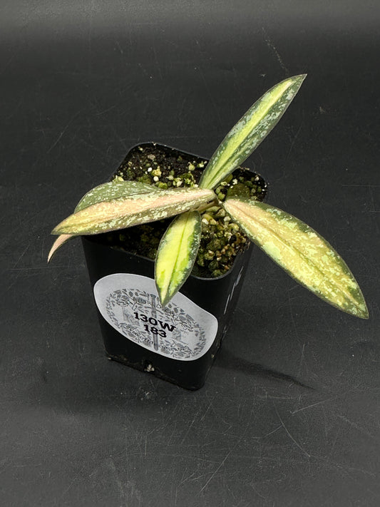 Hoya sigillatis Inner Variegated cutting in a black, square pot with a perlite/pumice mix, showcasing narrow, variegated leaves.