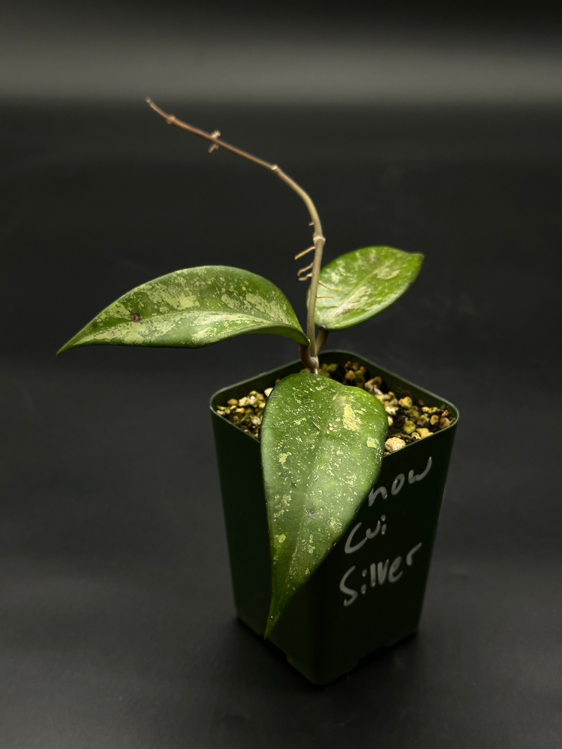 Hoya Snow Cui Silver (51W12) plant in a pot, showcasing its lush green leaves with unique variegation, ideal for exotic houseplant enthusiasts.