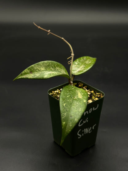 Hoya Snow Cui Silver (51W12) plant in a pot, showcasing its lush green leaves with unique variegation, ideal for exotic houseplant enthusiasts.