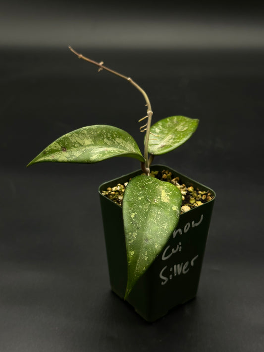 Hoya Snow Cui Silver (51W12) plant in a pot, showcasing its lush green leaves with unique variegation, ideal for exotic houseplant enthusiasts.