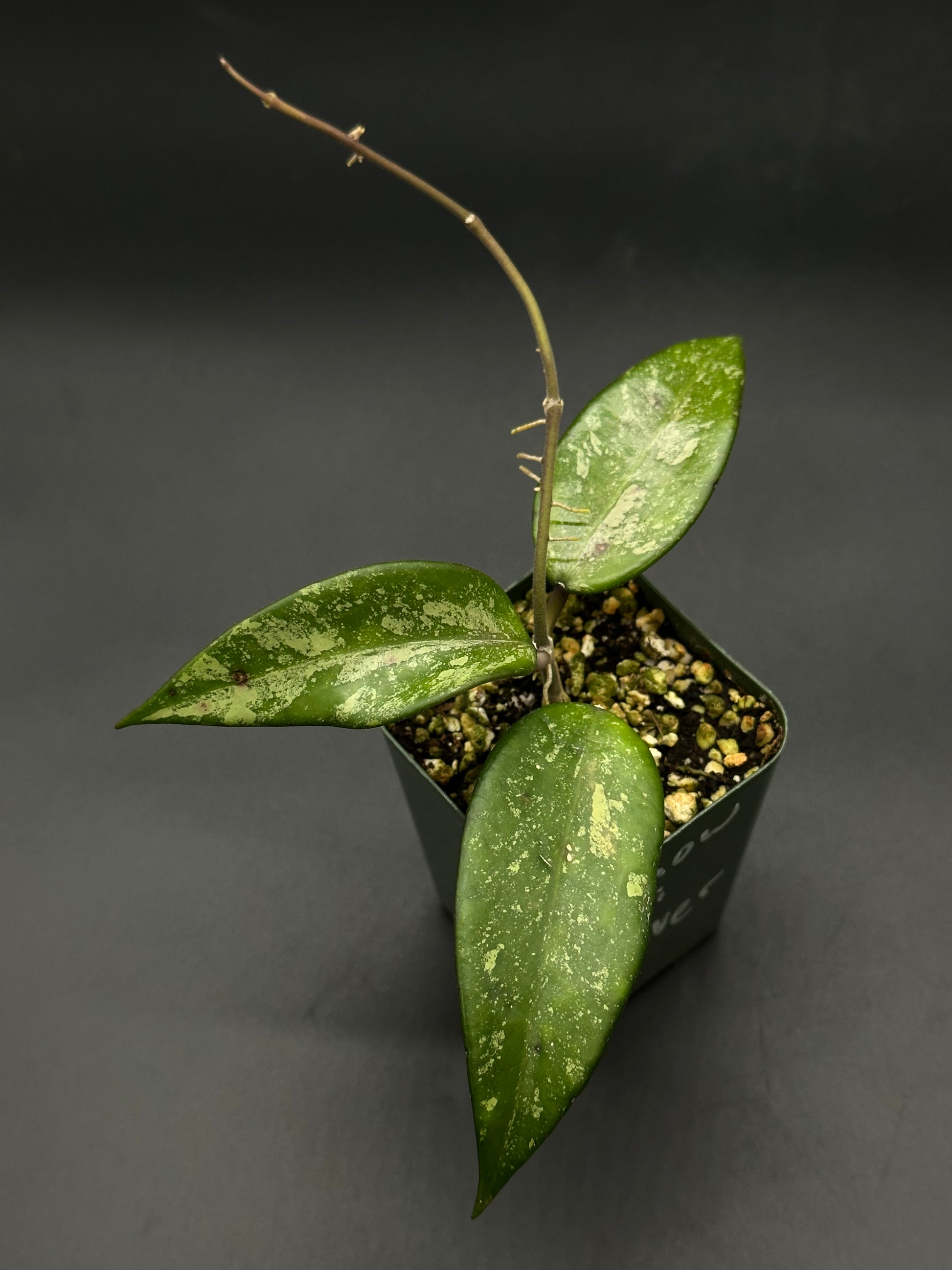 Hoya Snow Cui Silver (51W12) in a pot, showcasing close-up views of its distinctive leaves, ideal for exotic houseplant enthusiasts from Next World Exotics.
