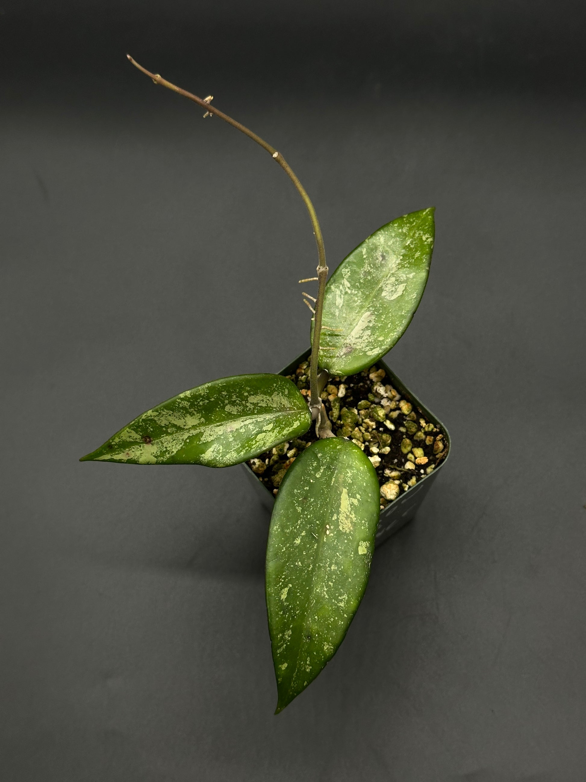 Hoya Snow Cui Silver (51W12) plant in a pot, showcasing its unique variegated leaves, ideal for collectors seeking rare tropical houseplants from Next World Exotics.