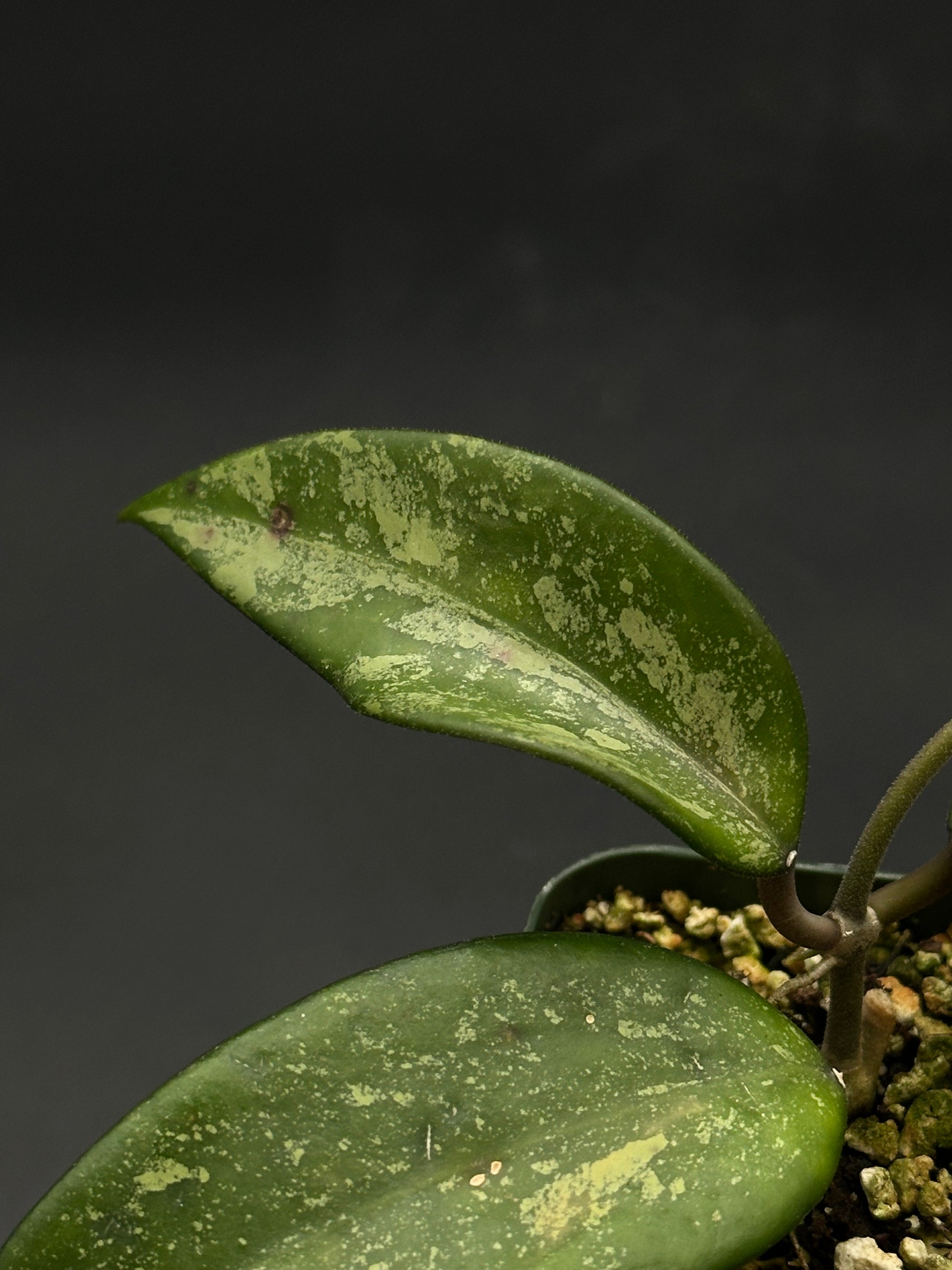 Close-up of Hoya Snow Cui Silver plant, showcasing its unique leaf pattern, ideal for rare plant enthusiasts and collectors from Next World Exotics.