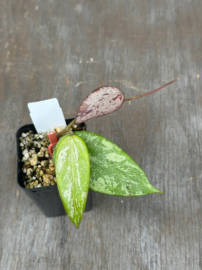 Hoya Snow Cui Silver 803WEB003