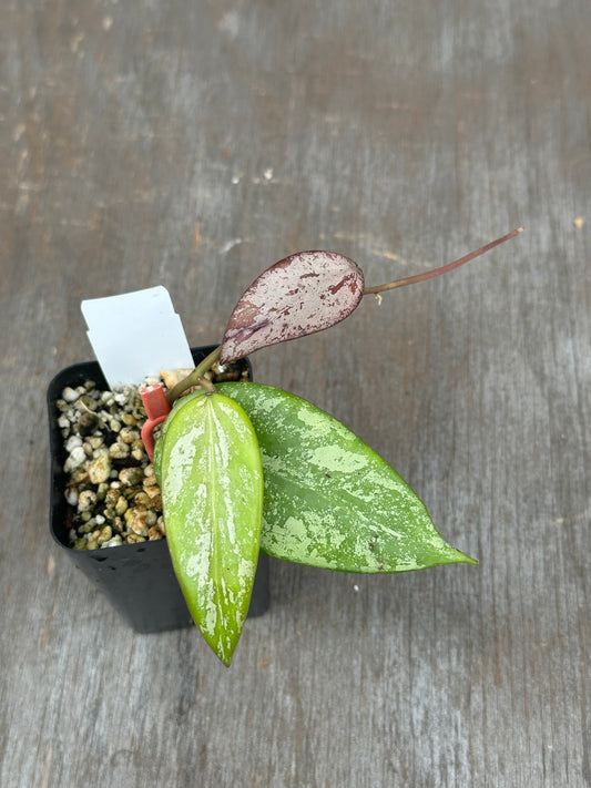 Hoya Snow Cui Silver 803WEB003