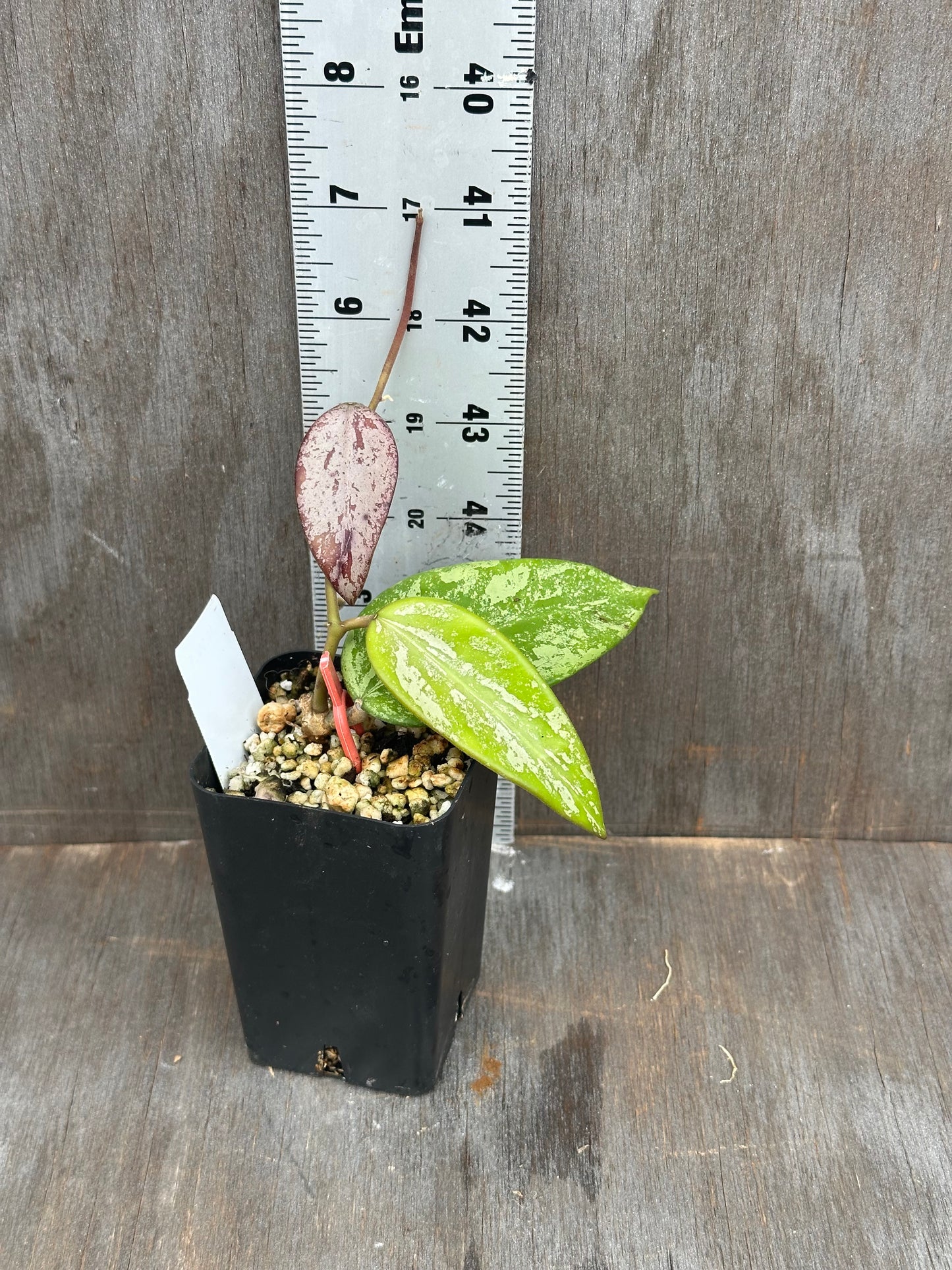 Hoya Snow Cui Silver 803WEB003