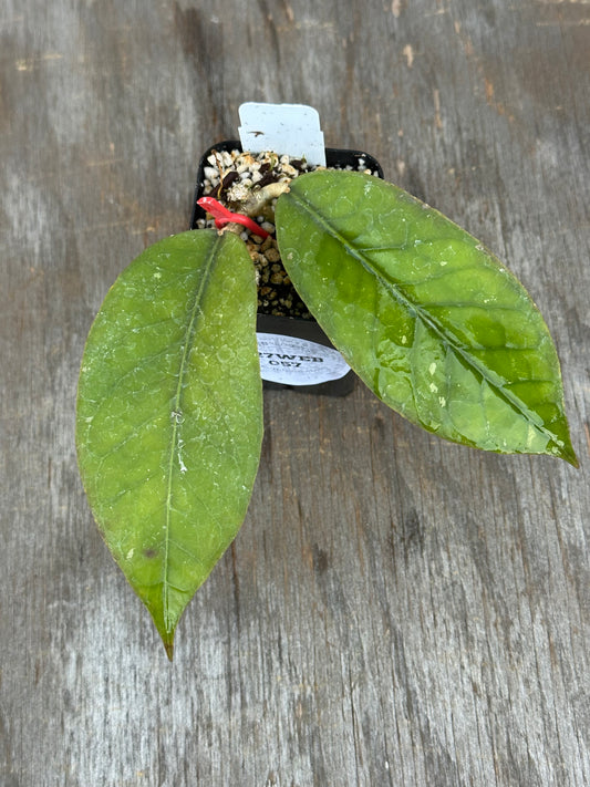 A small potted plant with two green leaves in a black plastic starter pot, placed on a weathered gray wooden surface.