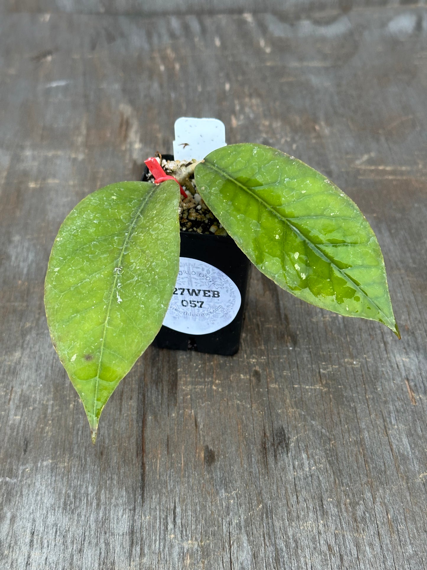 A small green leafy plant in a black plastic starter pot with a white circular label, placed on a weathered gray wooden surface.