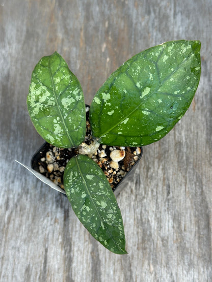 Hoya Sp. Aceh 'Exotica'