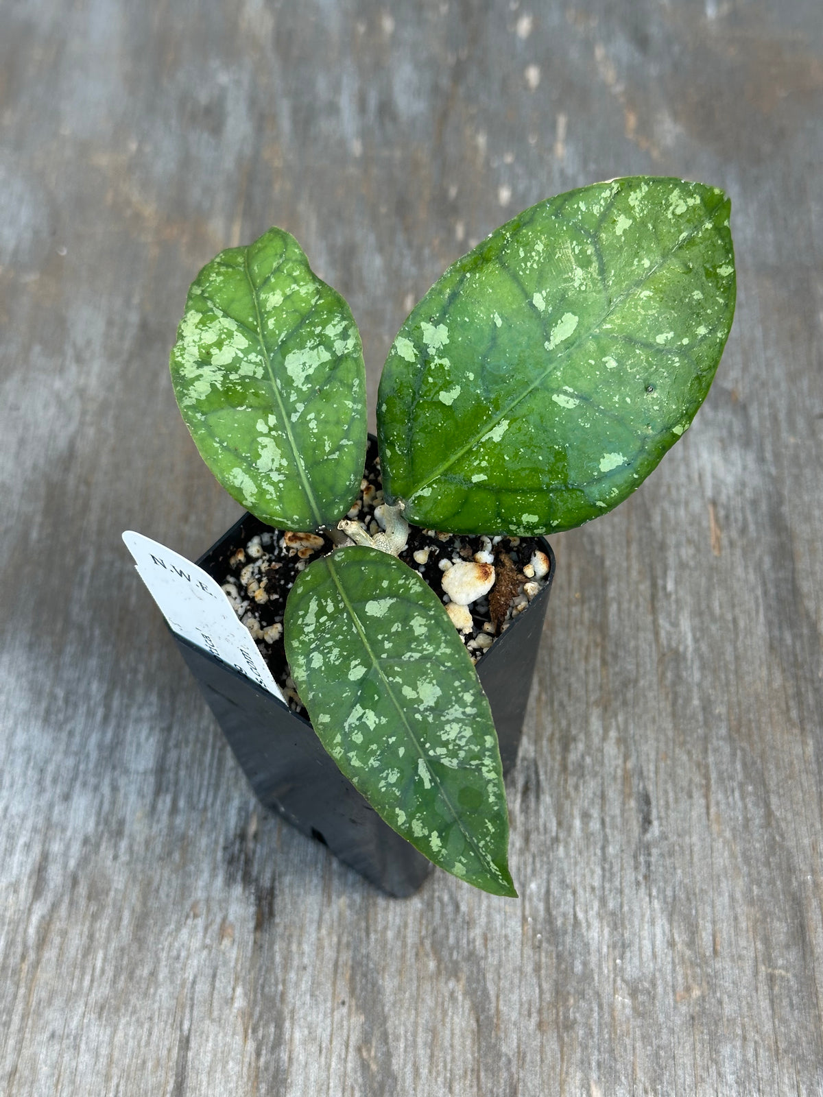 Hoya Sp. Aceh 'Exotica'