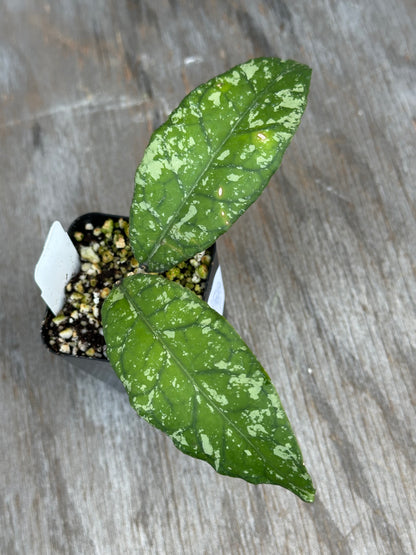 A small potted plant with two green variegated leaves on a weathered gray wood background.