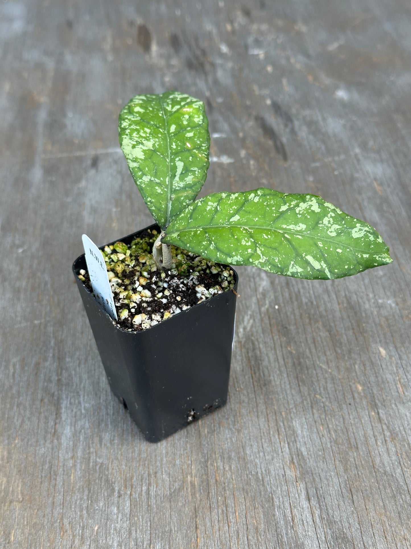 Hoya sp. ACEH 'Exotica' 727WEB028