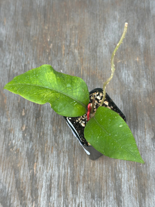 Hoya sp ACEH 'Jungle Queen'