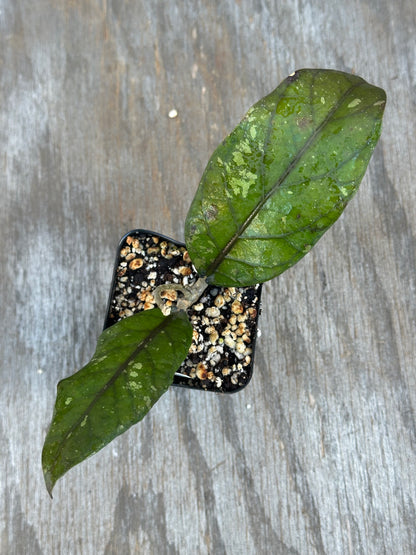 Hoya Sp. Aceh 'Mustika'
