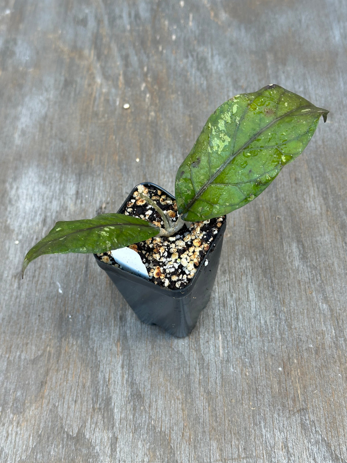 Hoya Sp. Aceh 'Mustika'