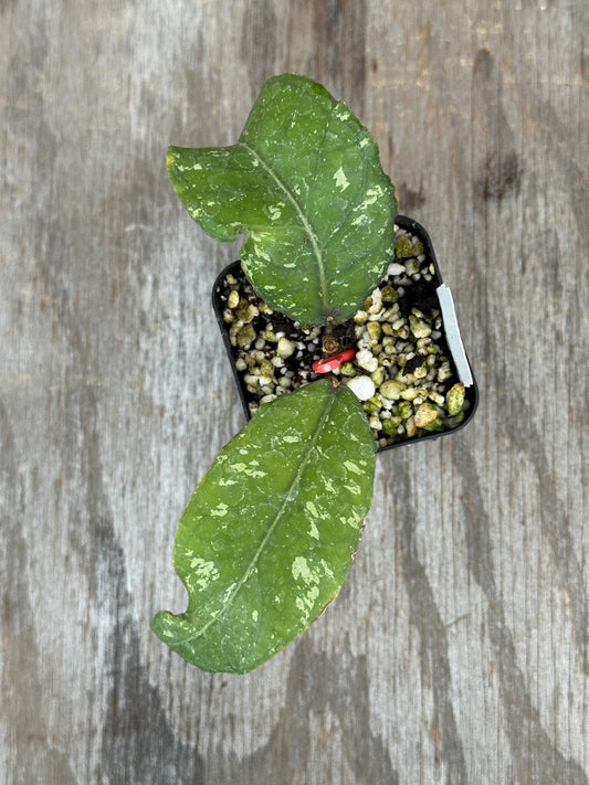 Hoya sp. ACEH 'Pantan Dedalu' 727WEB054