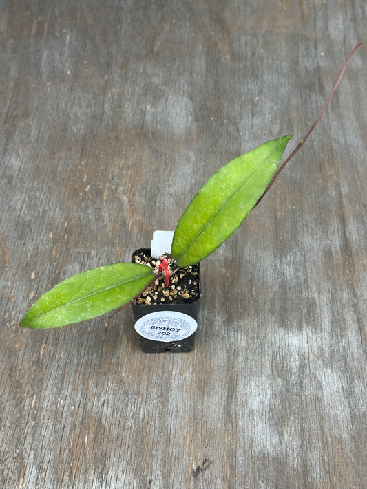Hoya sp ACEH 'Shogun'