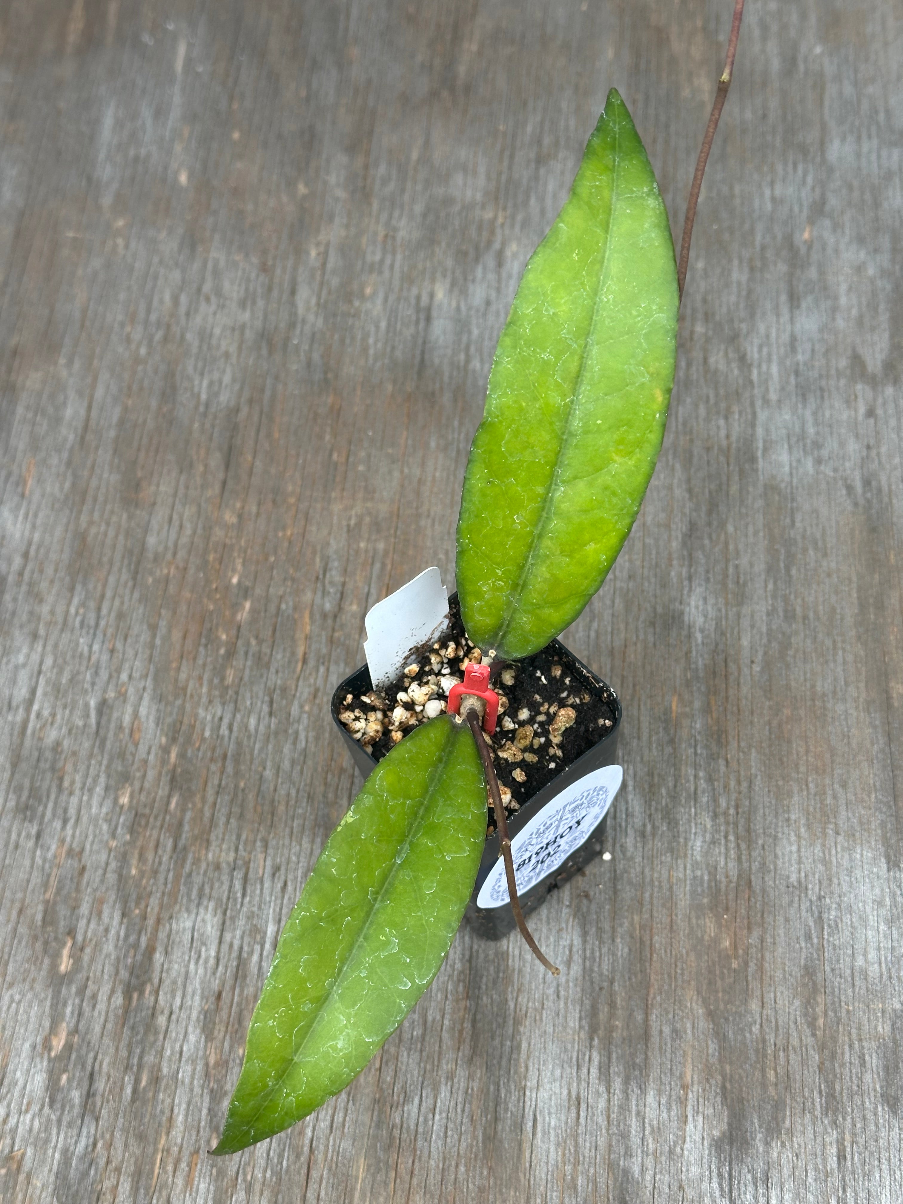 Hoya - Next World Exotics Rare Plants & Crystals