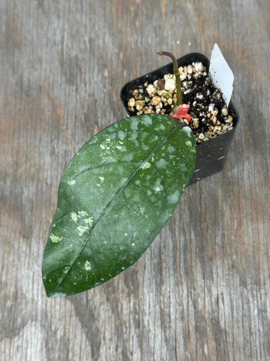 Hoya Sp ACEH 'William'